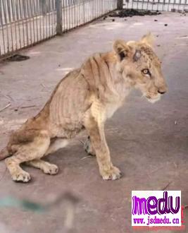 世界上最糟糕动物园苏丹首都喀土穆库雷希动物园，狮子皮包骨头营养不良，被称为弱势群体
