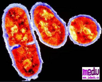 造成痘痘的痤疮丙酸杆菌是什么？