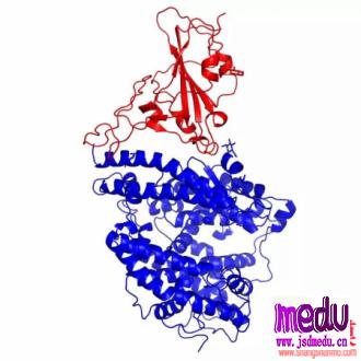 中科院微生物所首次解析新冠病毒 S 蛋白 RBD 与人受体 ACE2 蛋白复合体结构