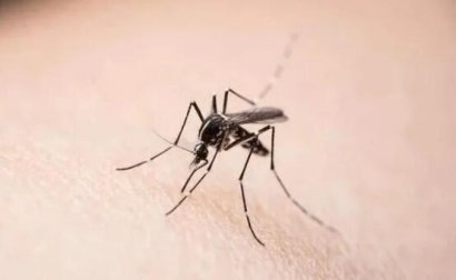 新型冠状病毒会不会通过蚊子苍蝇传播？